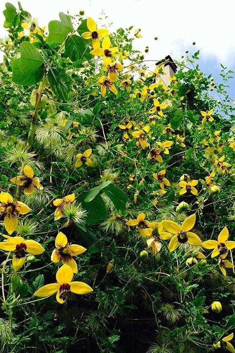 Powojnik tangucki Bill MacKenzie Clematis C2