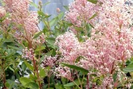 Prusznik blady Marie Simon Ceanothus pallidus P9