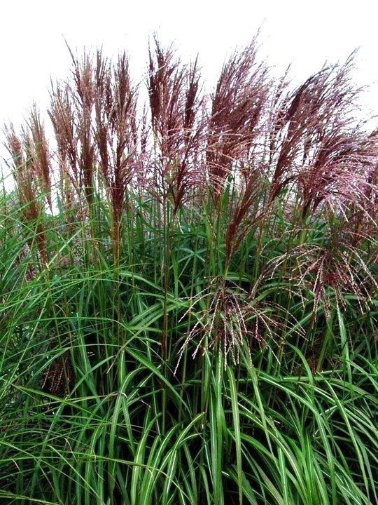 Miskant chiński Malepartus Miscanthus sinensis C5