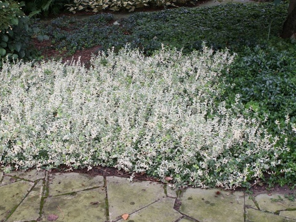 Trzmielina Fortune'a Harlequin Euonymus fortunei C2