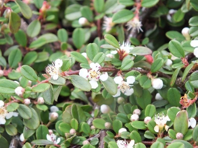 Irga płożąca Queen of Carpets Cotoneaster procumbens C2