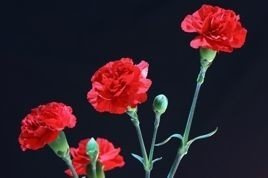 Goździk pierzasty David Dianthus plumarius C2