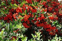 Ognik Orange Glow Pyracantha C2