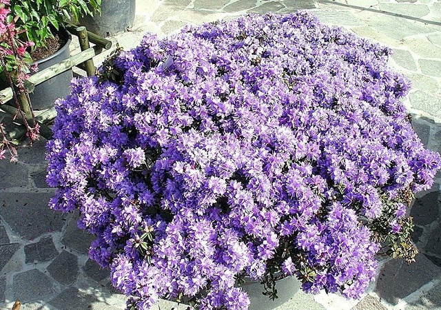 Różanecznik karłowy Buchlovice Rhododendron impeditum C1,5