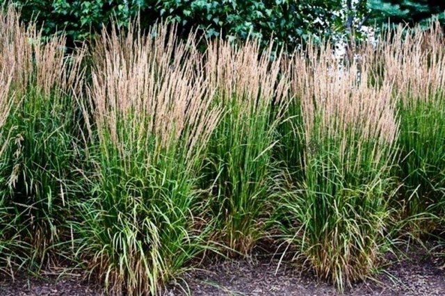 Trzcinnik ostrokwiatowy Karl Foerster Calamagrostis acutiflora C3