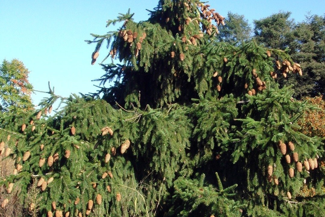 Świerk pospolity Acrocona Picea abies C2