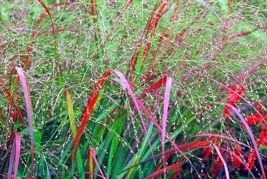 Proso rózgowate Squaw Panicum virgatum P9