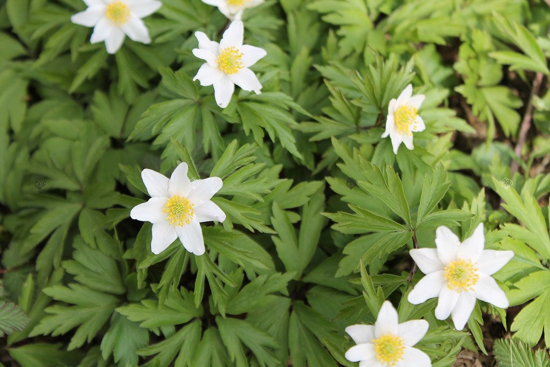 Zawilec wielkokwiatowy Anemone sylvestris P9