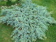 Jałowiec łuskowaty Blue Swede Juniperus squamata C5