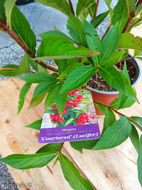 Krzewuszka cudowna Lucifer Weigela florida C2