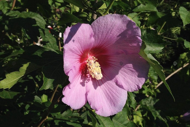 Ketmia syryjska Woodbridge Hibiscus syriacus C2