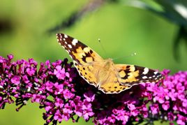 Budleja Davida Harlequin Buddleja davidii P9