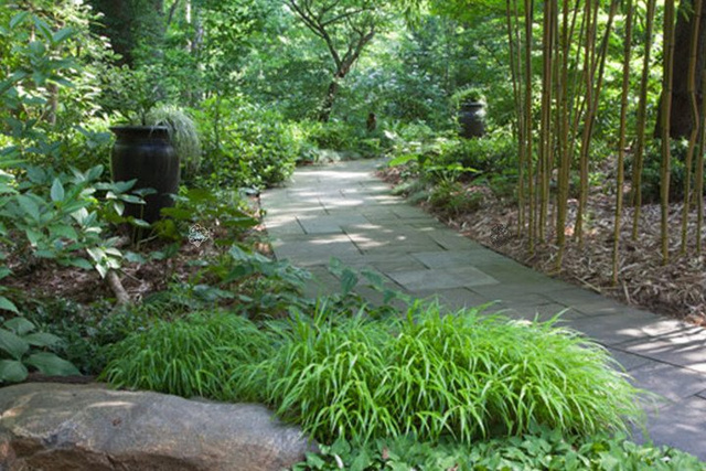 Trawa bambusowa Phyllostachys Hakonechloa macra C2