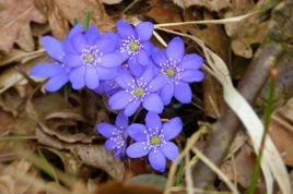 Przylaszczka pospolita Hepatica nobilis P9