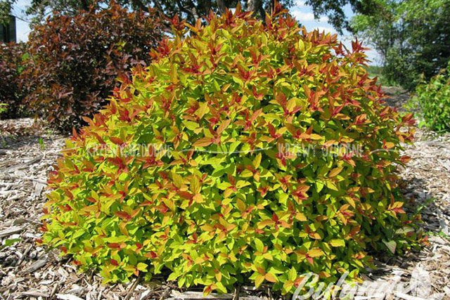 Tawuła japońska Magic Carpet PBR Spiraea japonica C2