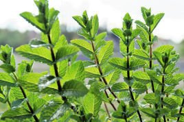 Mięta pieprzowa Mentha piperita P9