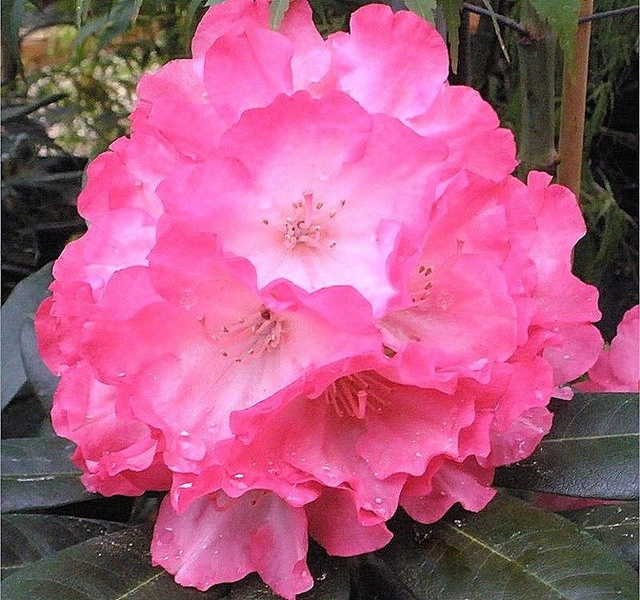 Różanecznik jakuszimański Fantastica Rhododendron yakushimanum C2