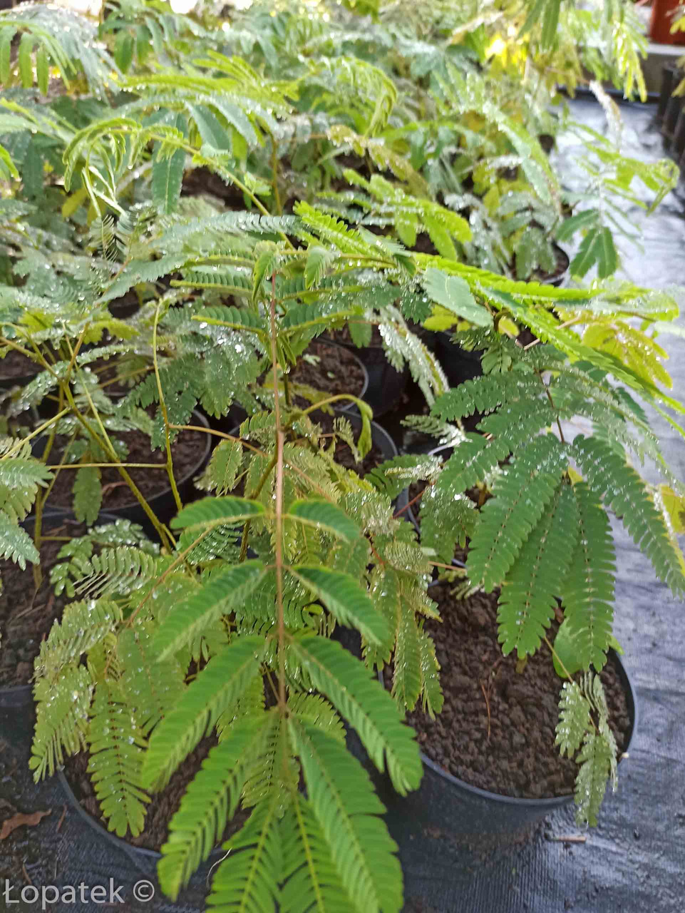 Albicja Drzewo jedwabiste Albizia julibrissin C2