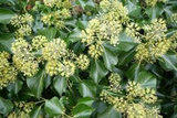Bluszcz pospolity Arborescens Hedera helix P9