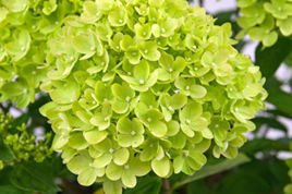 Hortensja bukietowa Little Lime PBR Hydrangea paniculata C3
