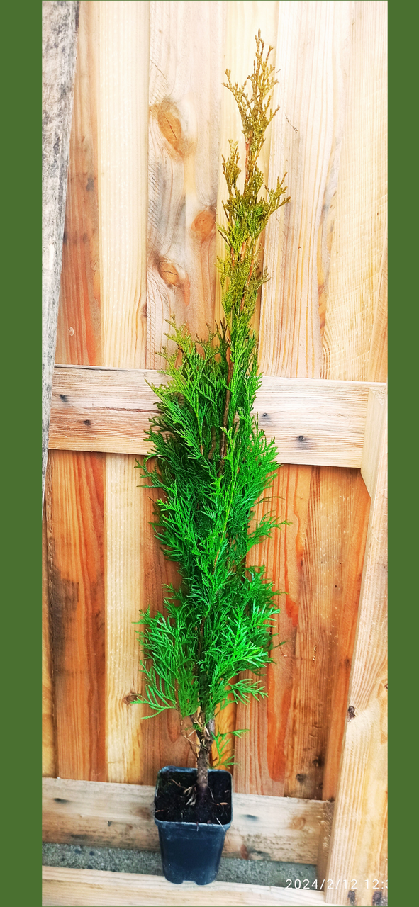 Tuja Szmaragd Thuja Smaragd occidentalis 80-90 C2