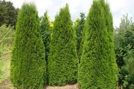 Tuja Szmaragd Thuja Smaragd occidentalis 80-90 C2