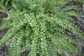 Suchodrzew chiński Variegata Lonicera pileata P9