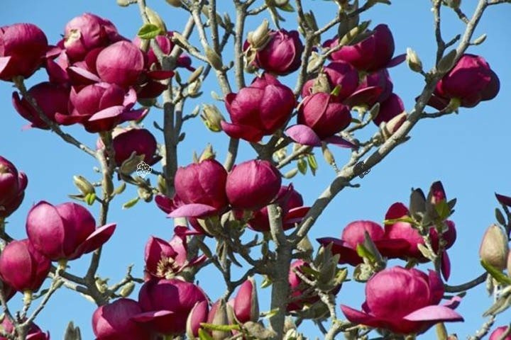 Magnolia Genie PBR Magnolia C2