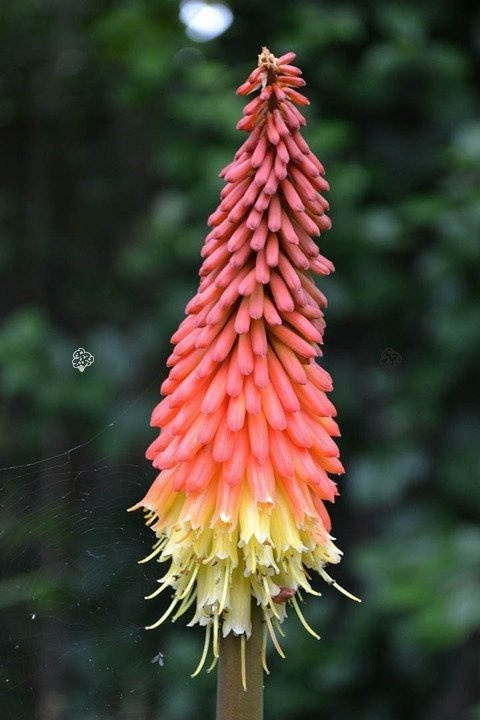 Trytoma groniasta Fire Glow Kniphofia uvaria P9