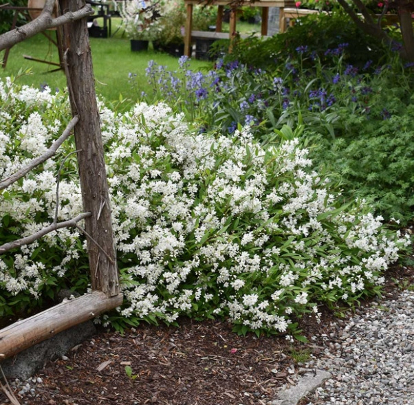 Żylistek wysmukły Nikko Deutzia gracilis C2