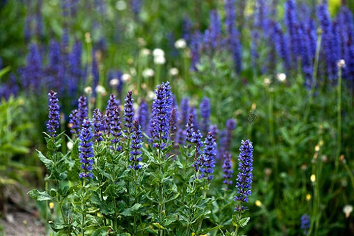 Przetacznik kłosowy Nana Blauteppich Veronica spicata P9