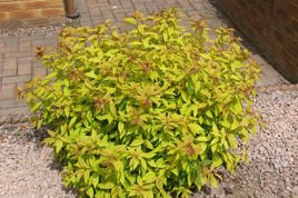 Tawuła japońska Goldflame Spiraea japonica P9