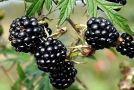 Jeżyna bezkolcowa Thornless Evergreen Rubus fruticosus C2