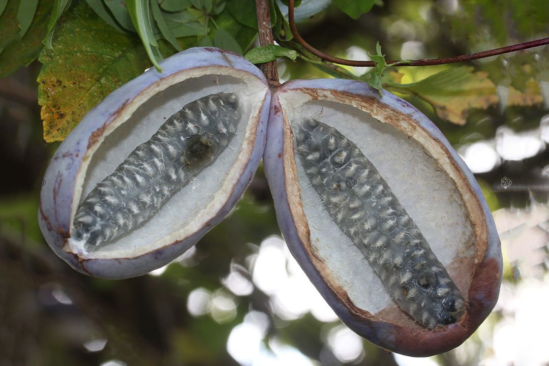 Akebia pięciolistkowa Akebia quinata C1