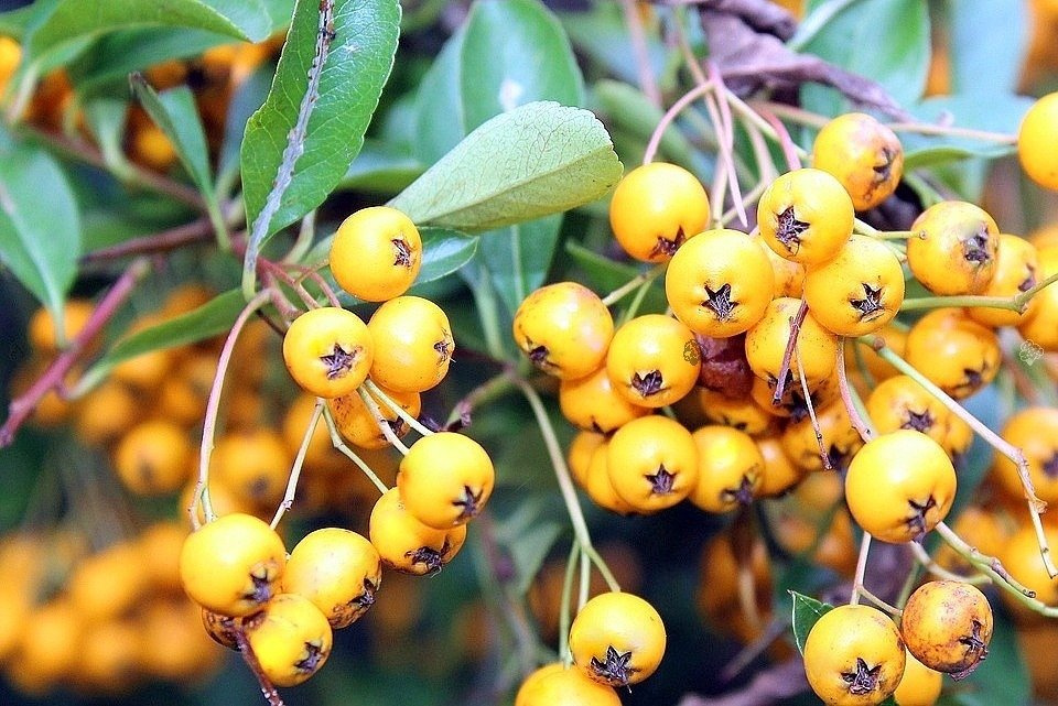 Ognik Soleil d'Or Pyracantha P9