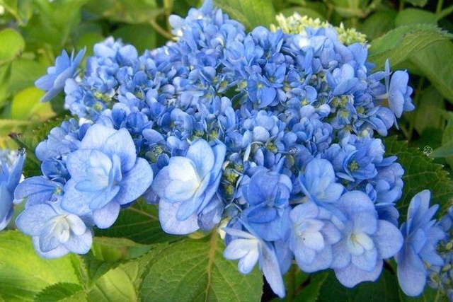 Hortensja ogrodowa You&Me Passion PBR Hydrangea macrophylla P9