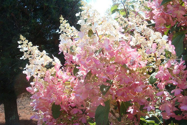 Hortensja bukietowa Pinky Winky PBR Hydrangea paniculata C3