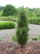 Sosna czarna Green Tower Pinus nigra