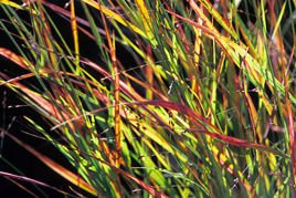 Proso rózgowate Rotstrahlbusch Panicum virgatum P9