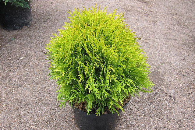 Tuja Miriam PBR Thuja occidentalis Mirjam C2