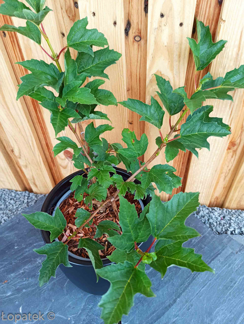 Kalina koralowa Compactum Viburnum opulus C3