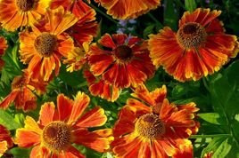 Dzielżan Mardi Grals Helenium C2