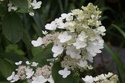 Hortensja bukietowa Tardiva Hydrangea paniculata P9