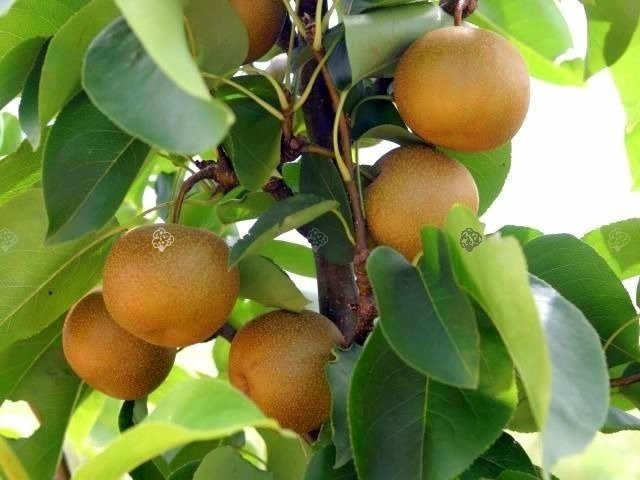 Grusza Chojuro Pyrus pyrifolia