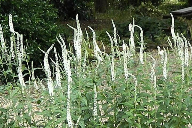 Przetacznik długolistny Schneeriesin Veronica longifolia C2
