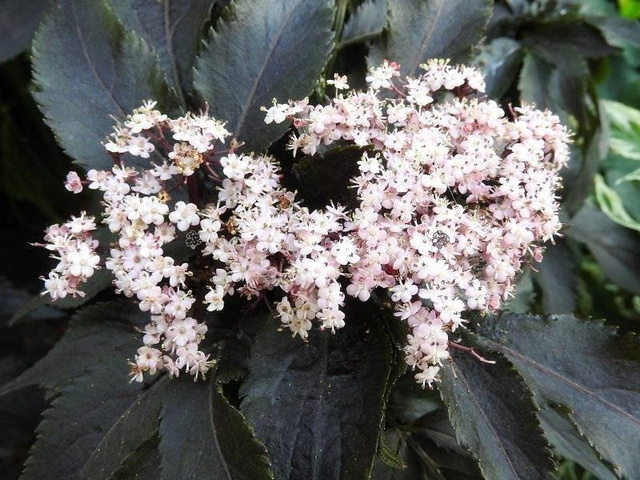 Bez czarny Black Tower PBR Sambucus nigra C5