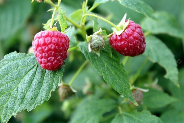 Malina czerwona Rubus C2