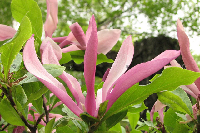 Magnolia Susan Magnolia C2