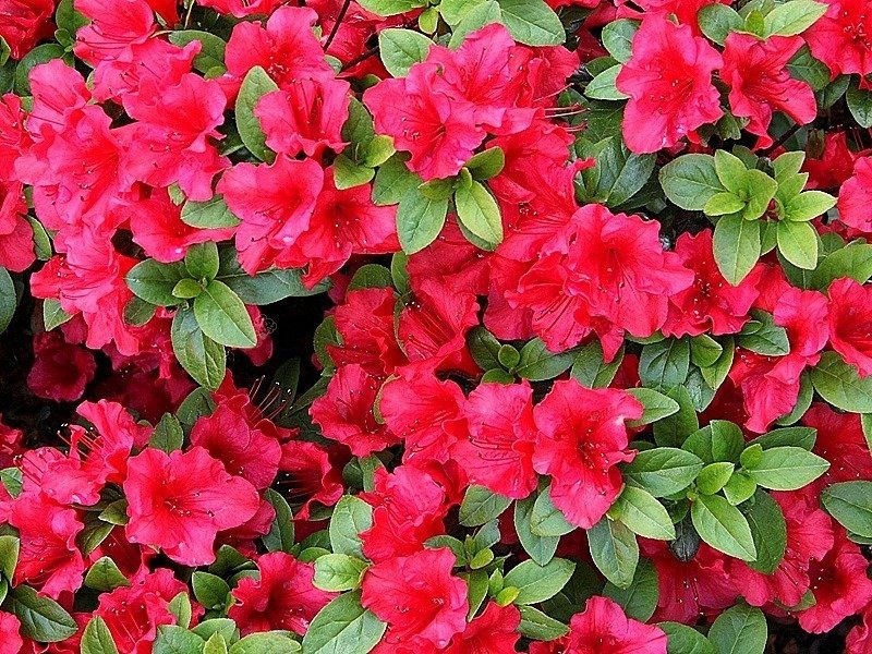 Azalia japońska Johanna Rhododendron obtusum C2