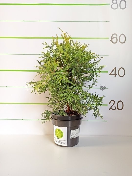Tuja Golden Globe Thuja occidentalis C2
